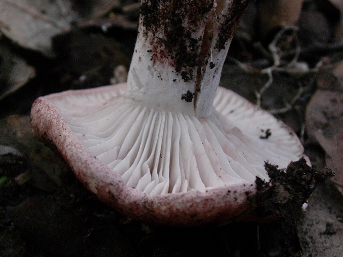 879 Dicembre vecchio ritrovamento